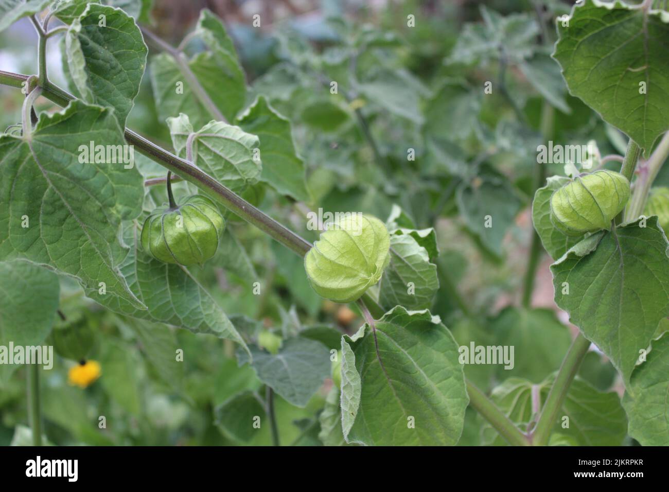 inca berry in the garden Stock Photo