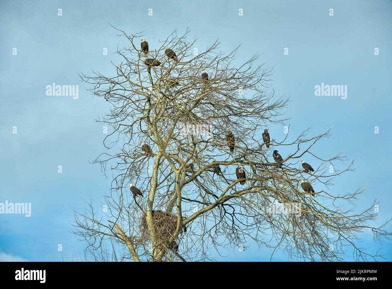 Bald Eagles Perched on Tree Branches. Bald Eagles perch on a large tree