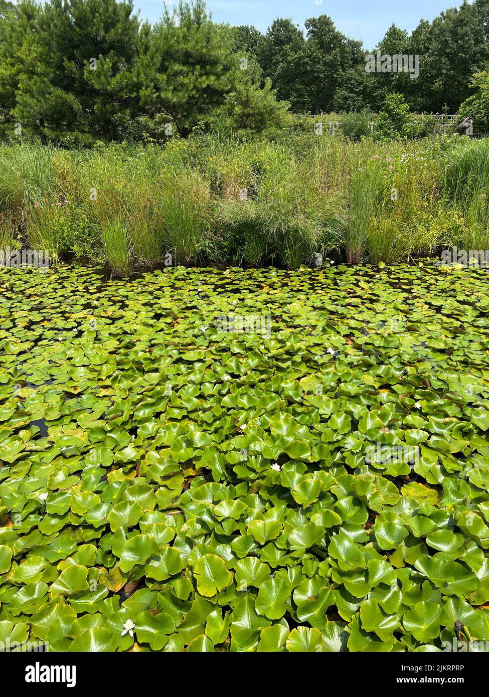 a bumper crop of lily pads in the Native Flora Garden at the Brooklyn