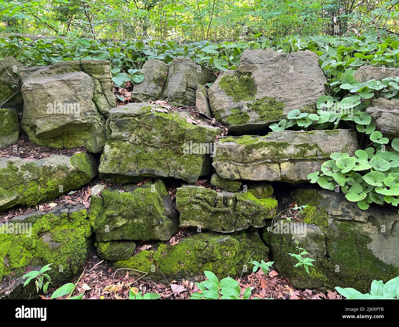 Limestone outcroppings occur throughout upstate New York, New Jersey, and eastern Pennsylvania. The soil that forms around them is alkaline and rich in calcium and other plant nutrients. A variety of plants thrive in this type of habitat, and limestone ledges are some of the best places to see this region's spring wildflowers and ferns. Stock Photo