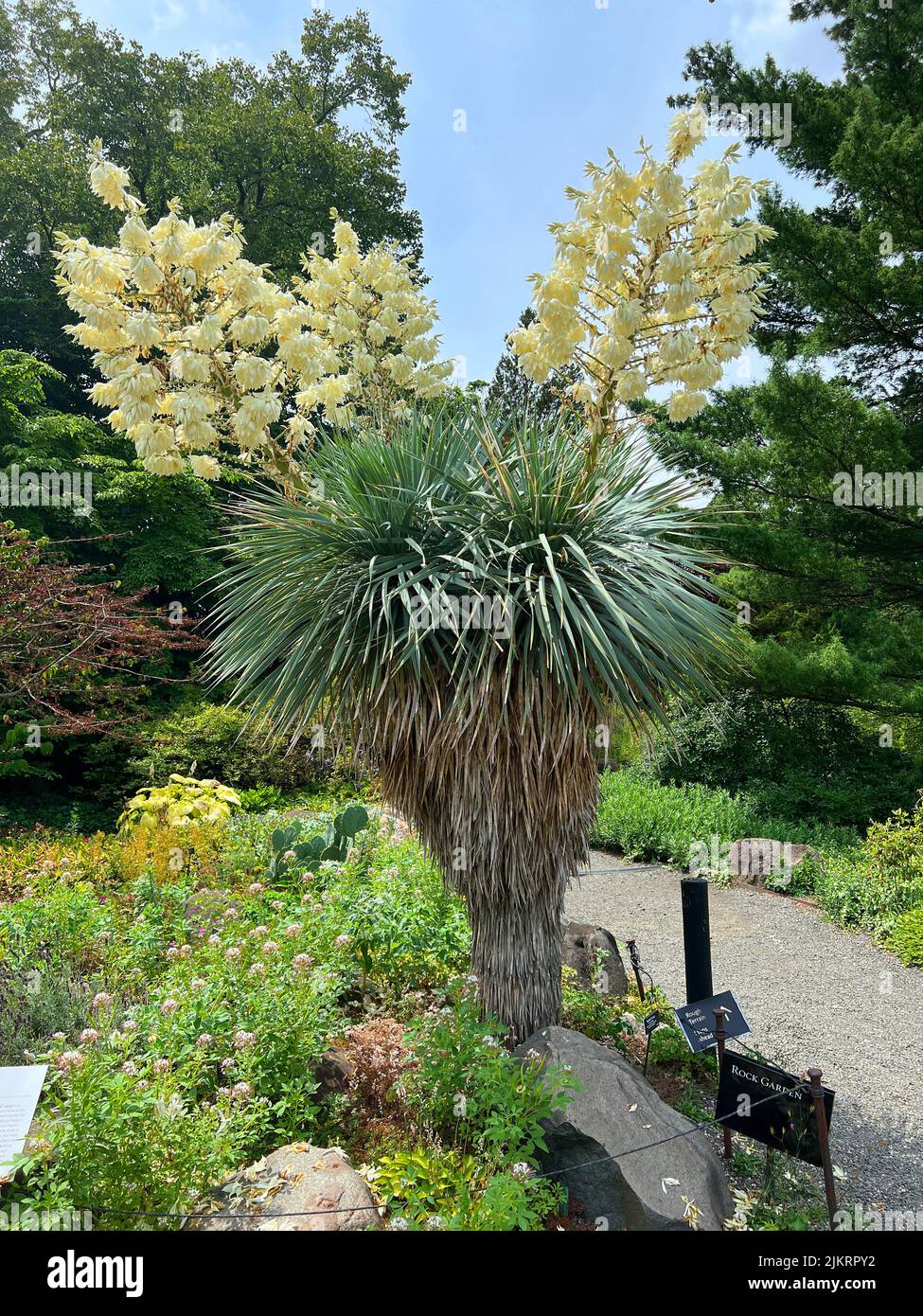 Yucca plant in full bloom at the Brooklyn Botanic Garden. Stock Photo
