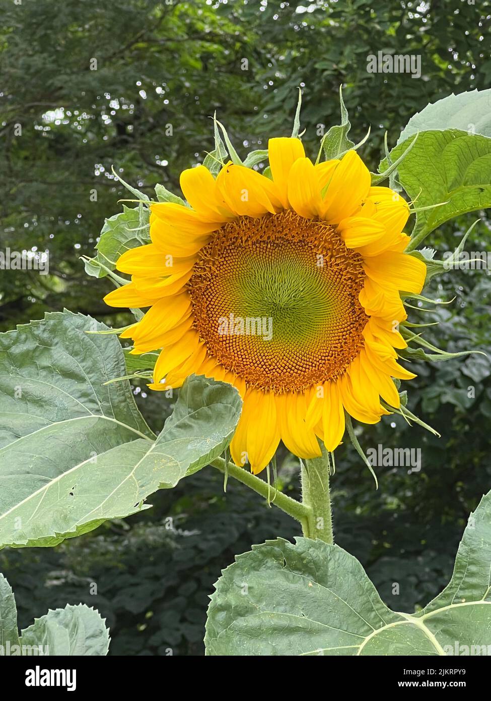 Smiling sunflower amidst its leaves at the Brooklyn Botanic Garden in Brooklyn, New York. Stock Photo