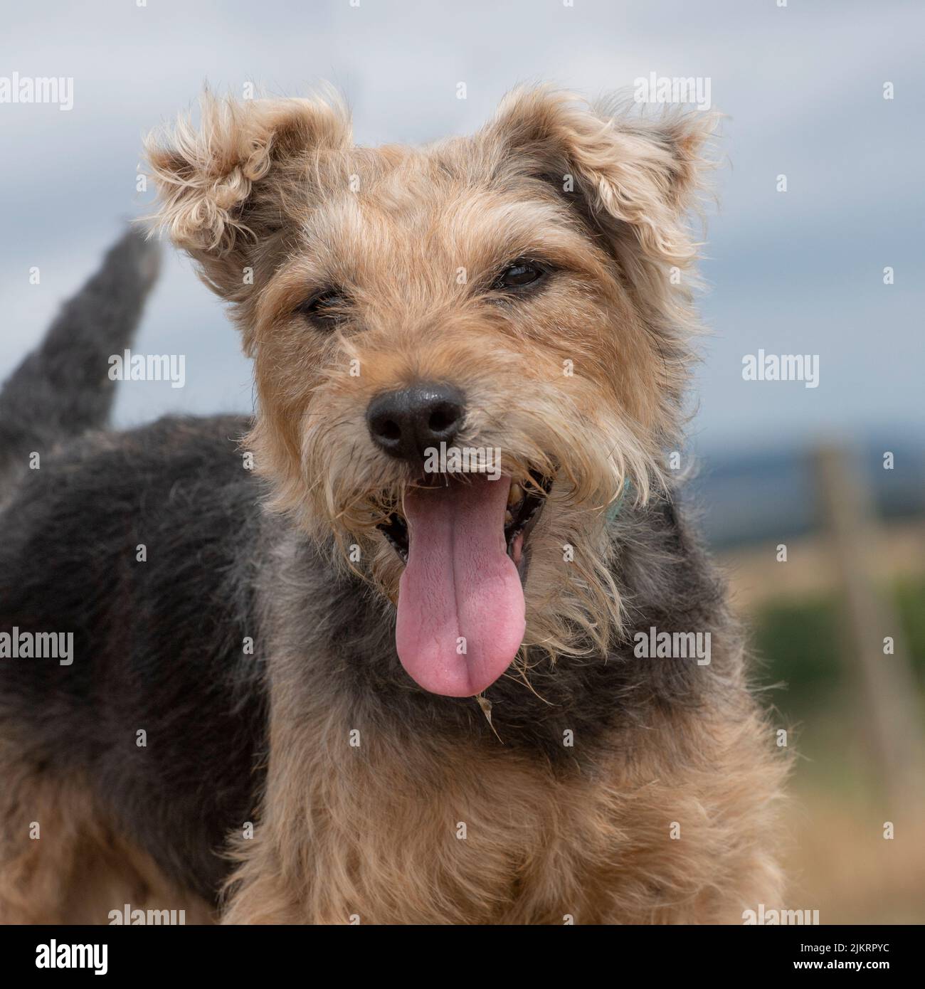 lakeland terrier Stock Photo