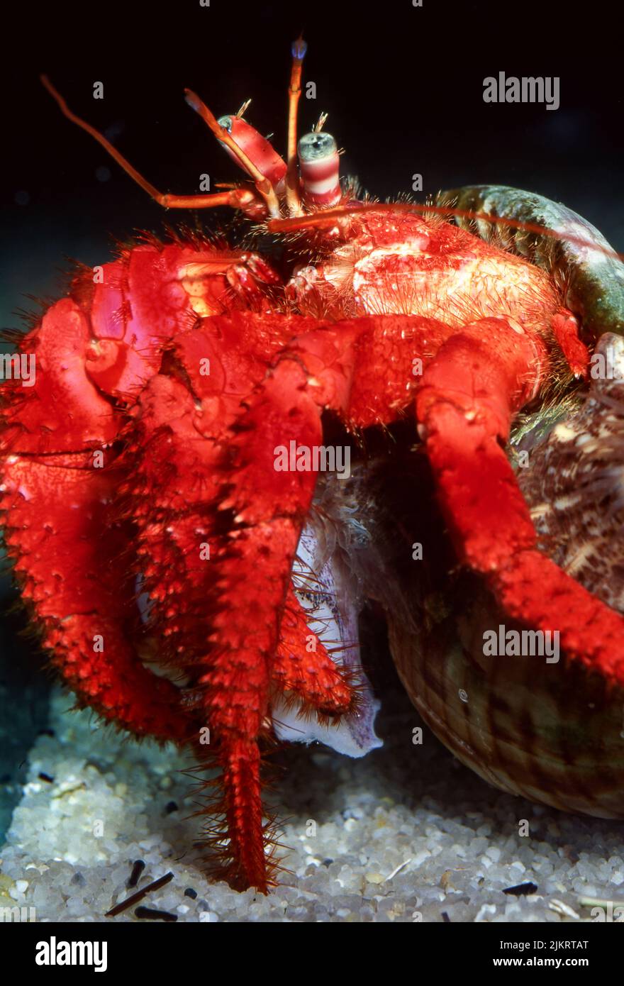 Red hermit crab (Dardanus calidus). Stock Photo
