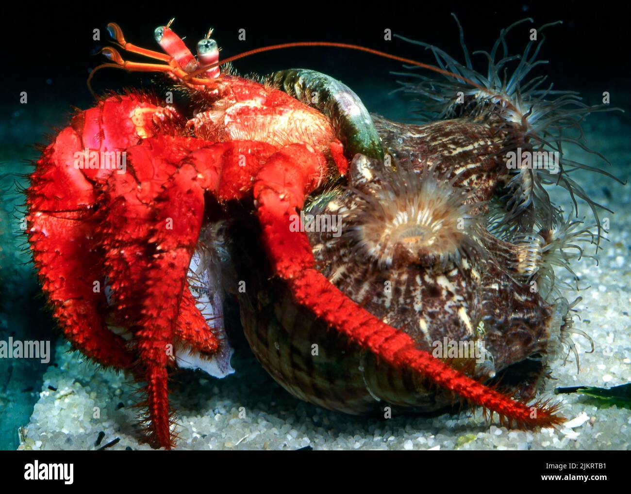 Red hermit crab (Dardanus calidus) assiciated with the anemone Calliactis parasitica. Stock Photo