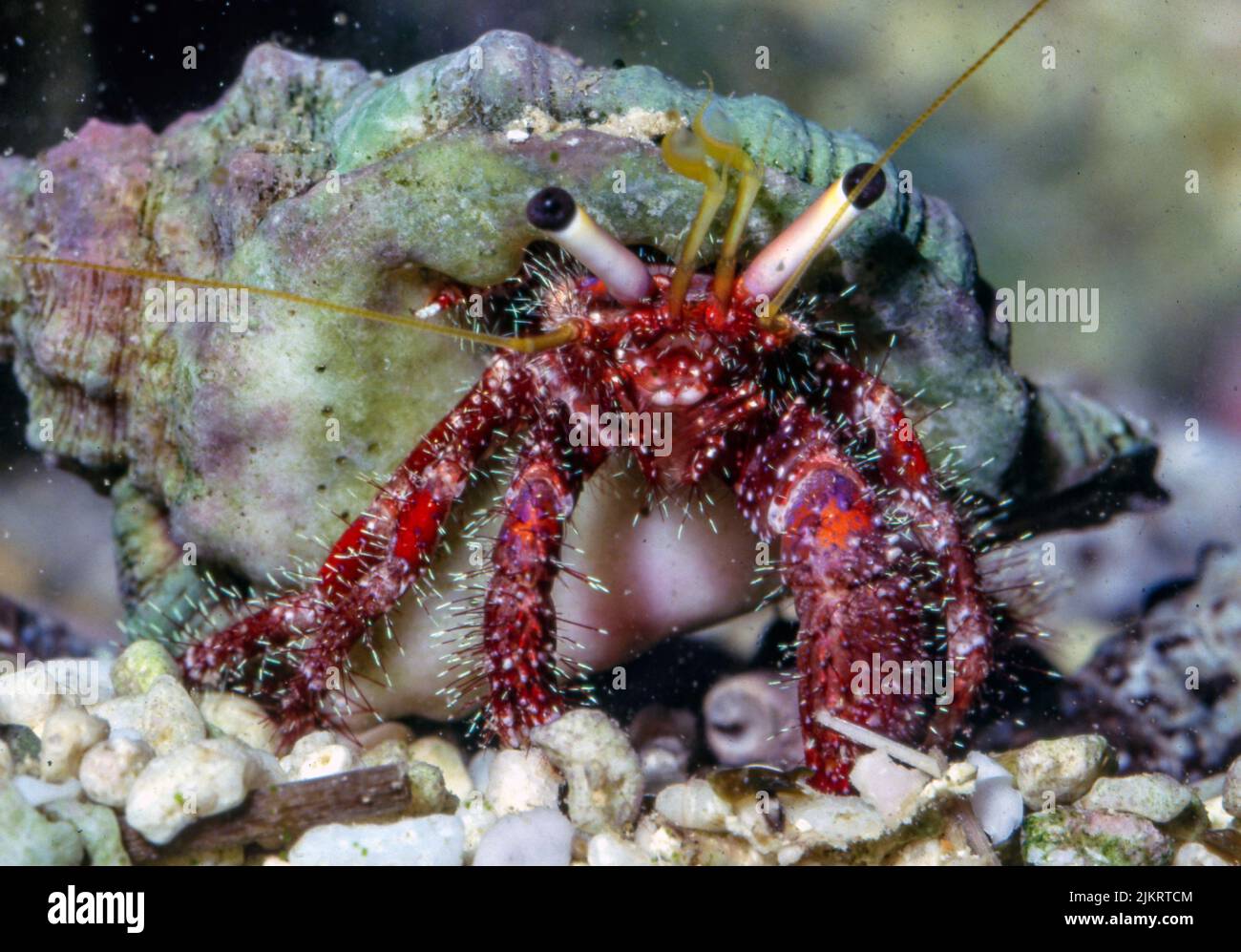 Hairy red hermit crab (Dardanus lagopodes). Stock Photo