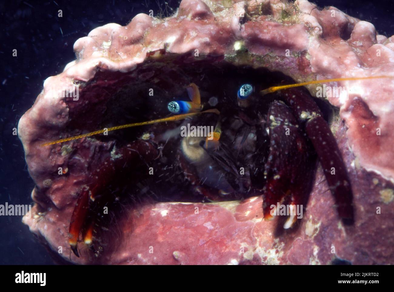 Morgan's hermit crab (Calcinus morgani) from Great Barrier Reef, Australia Stock Photo