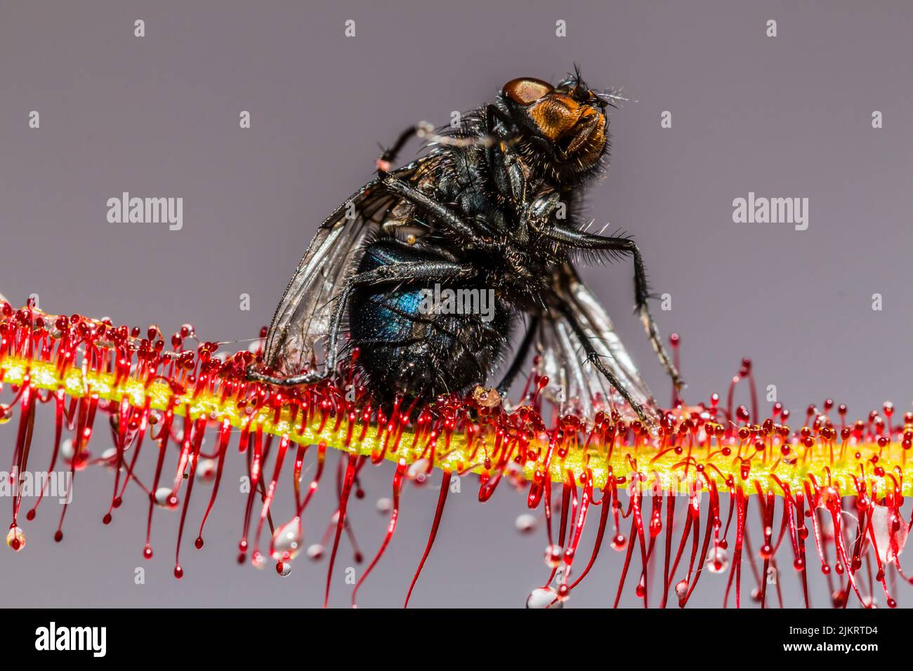 Macro image of a blue bottle fly, Calliphora vomitoria,  caught by the sticky tentacles of a Cape Sundew plant, Drosera capensis Stock Photo