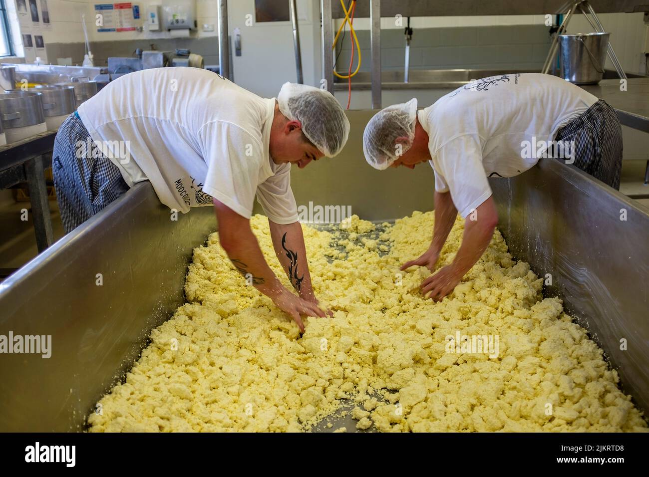Fresh made cheddar cheese being crumbled after salting preparatory to being packed into cloth in moulds at the Pyengana Dairy Farm in northern Tasmania Stock Photo