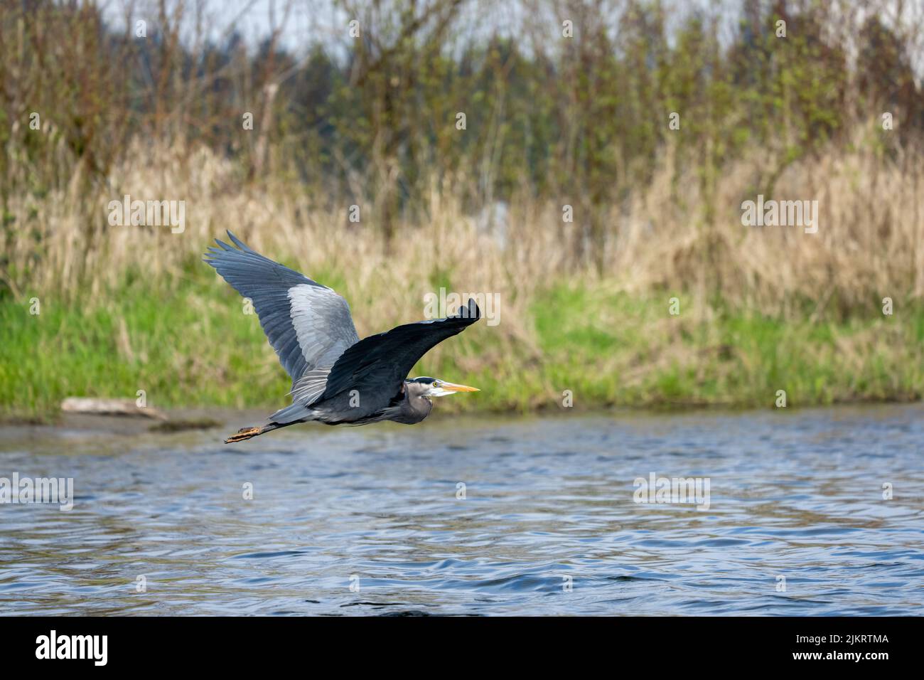 Issaquah, Washington, USA.  Great Blue Heron flying over Lake Sammamish. Stock Photo