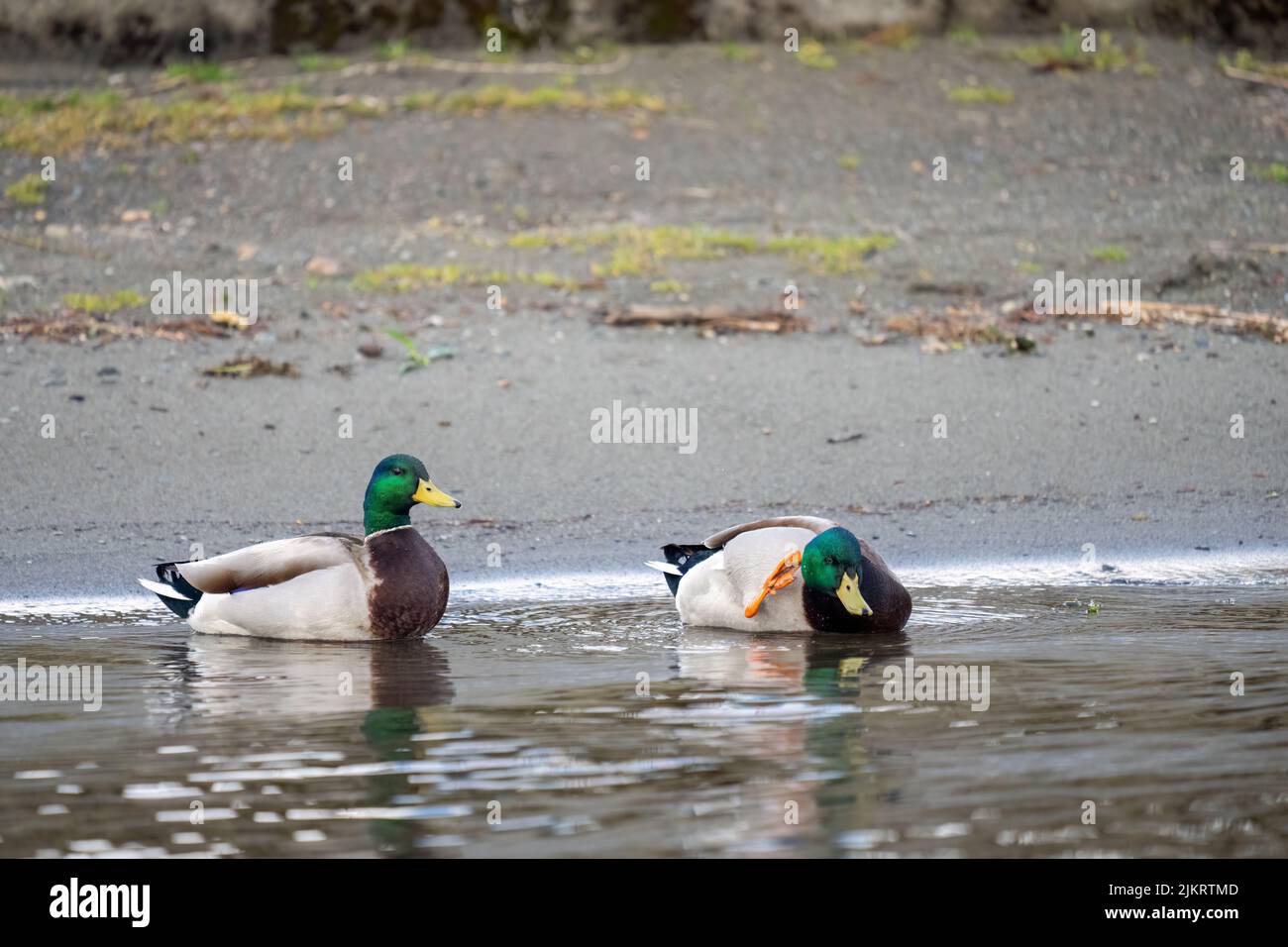 Issaquah, Washington, USA.  Two male mallards on the shoreline of Lake Sammamish, with one scratching its head Stock Photo