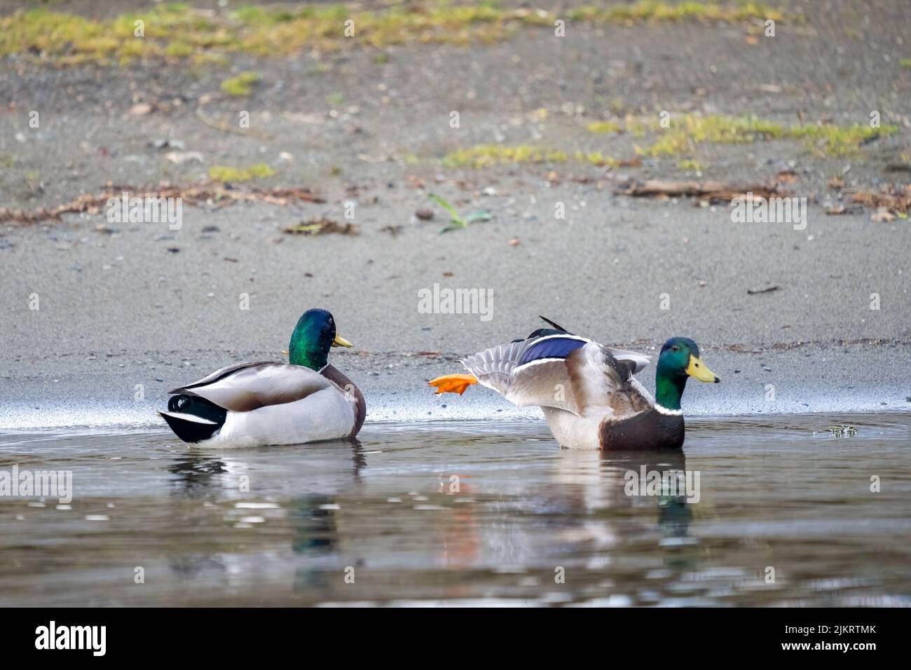 Issaquah, Washington, USA.  Two male mallards swimming near the shoreline of Lake Sammamish, with one stretching its leg and wing out. Stock Photo