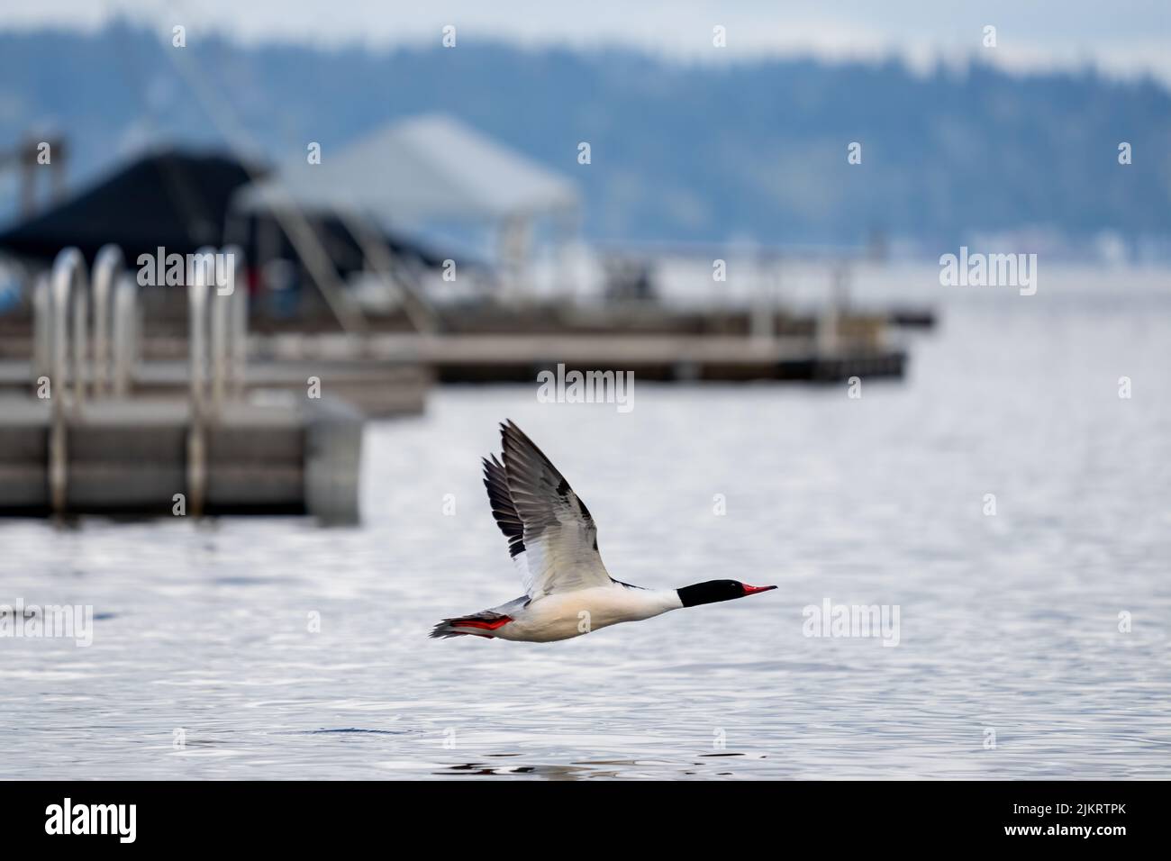 Issaquah, Washington, USA.  Male Common Merganser flying near a dock in Lake Sammamish. Stock Photo