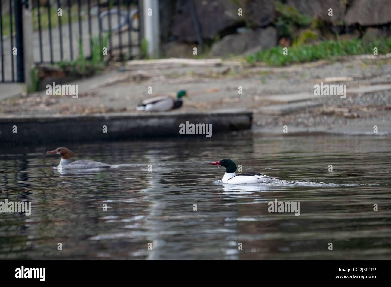 Issaquah, Washington, USA.  Male and female Common Merganser swimming near a dock in Lake Sammamish. Stock Photo