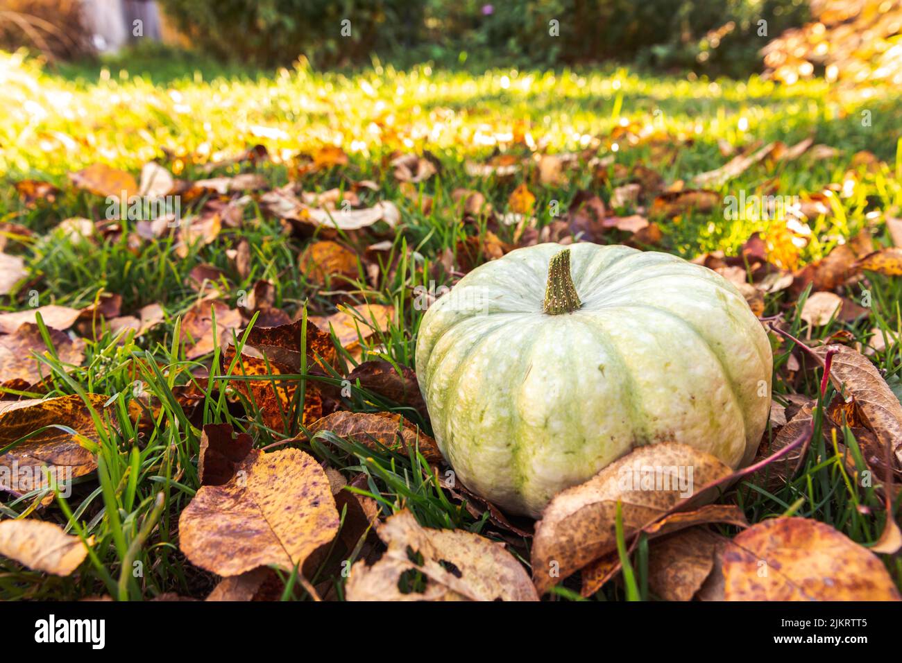 Autumnal Background. Autumn fall pumpkin on dried fall leaves garden ...