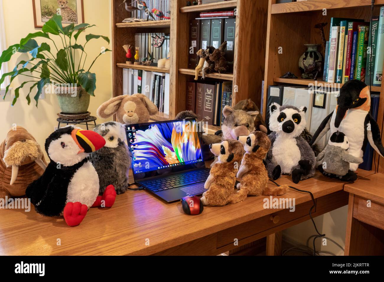 Issaquah, Washington, USA.  Laptop PC surrounded by a collection of stuffed animals, with two meerkats gazing at the PC. Stock Photo