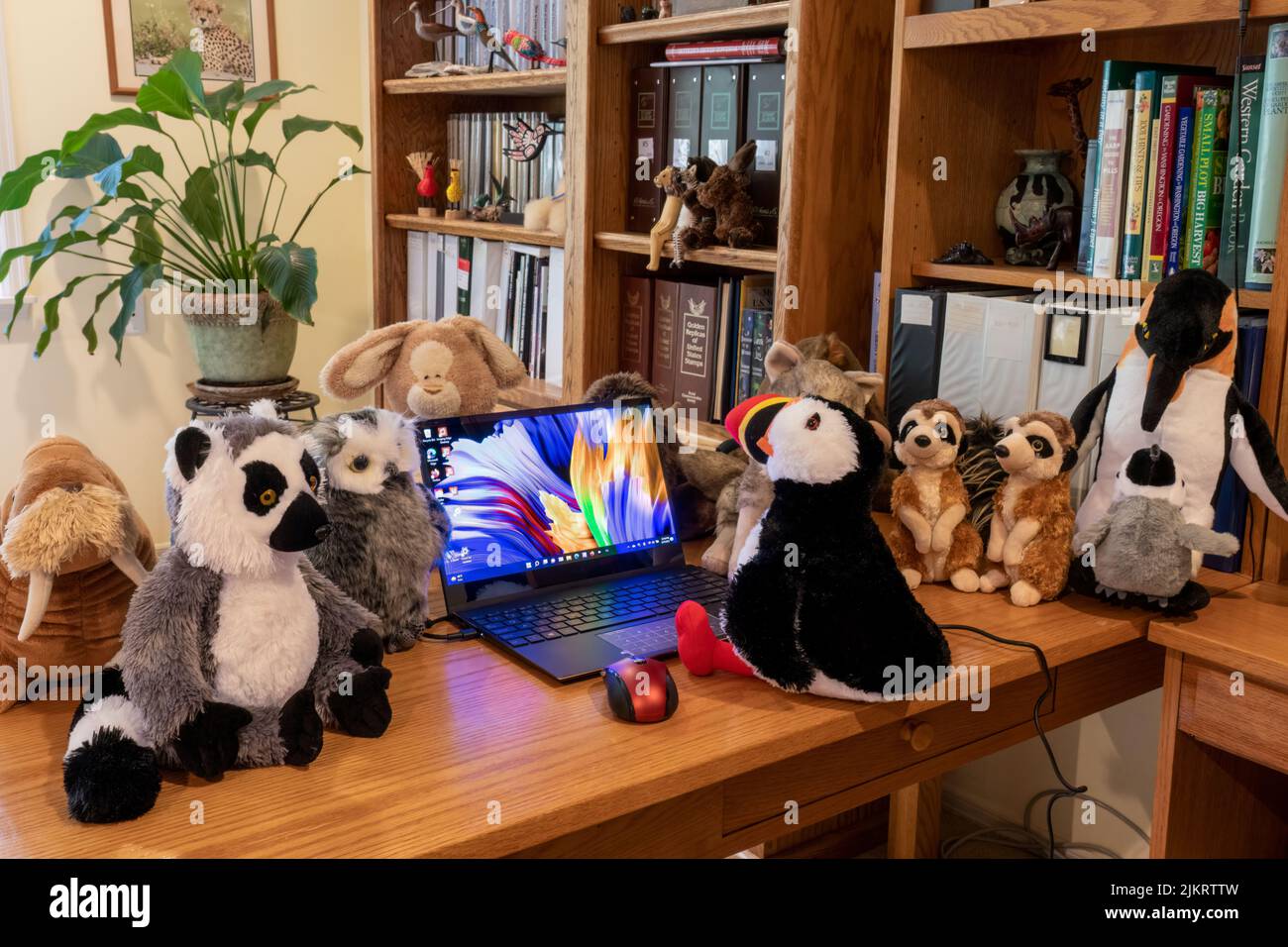 Issaquah, Washington, USA.  Laptop PC surrounded by a collection of stuffed animals, with an Atlantic Puffin gazing at the PC. Stock Photo