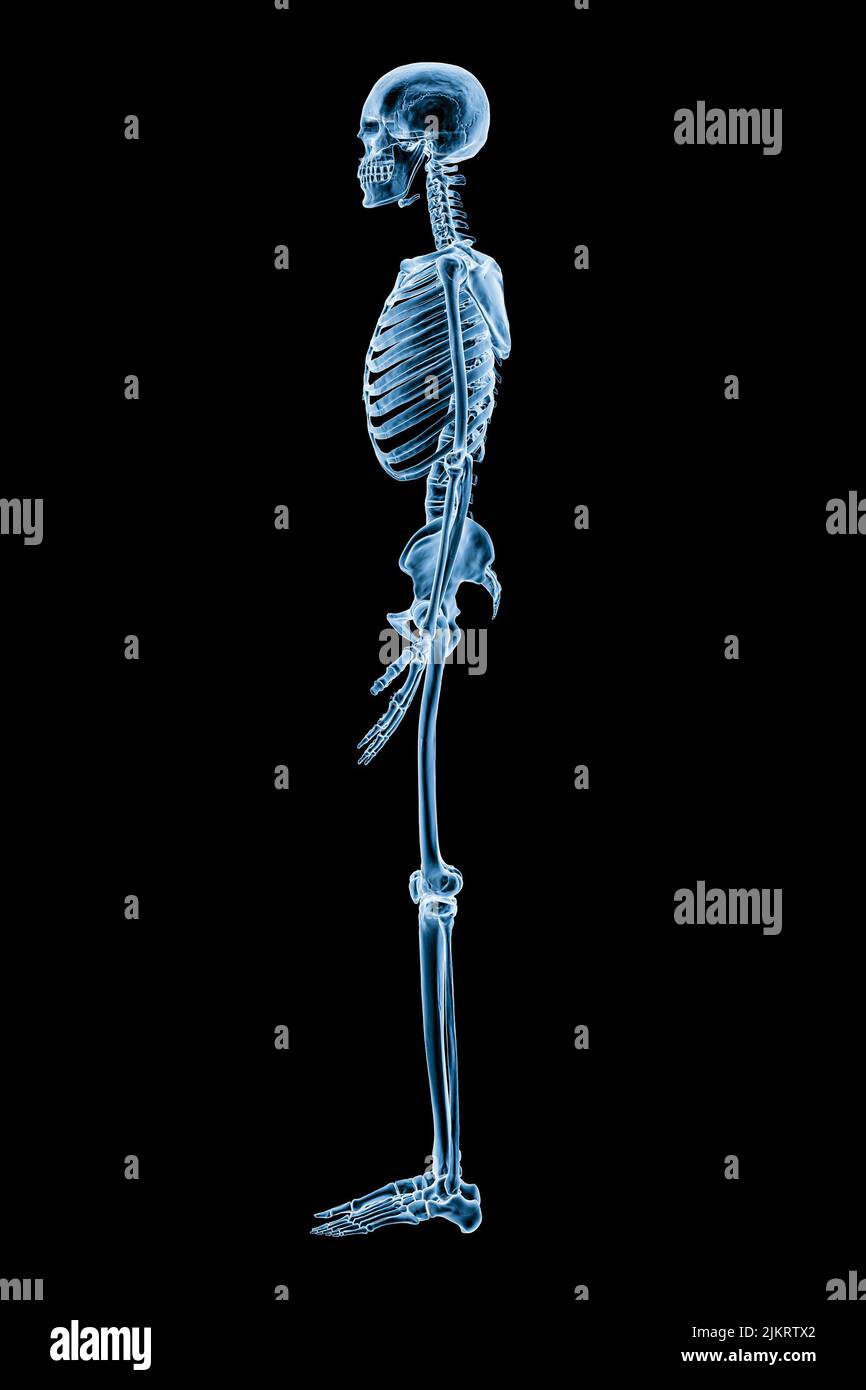 Xray image of lateral or profile view of full human skeletal system or skeleton isolated on black background 3D rendering illustration. Medical, healt Stock Photo