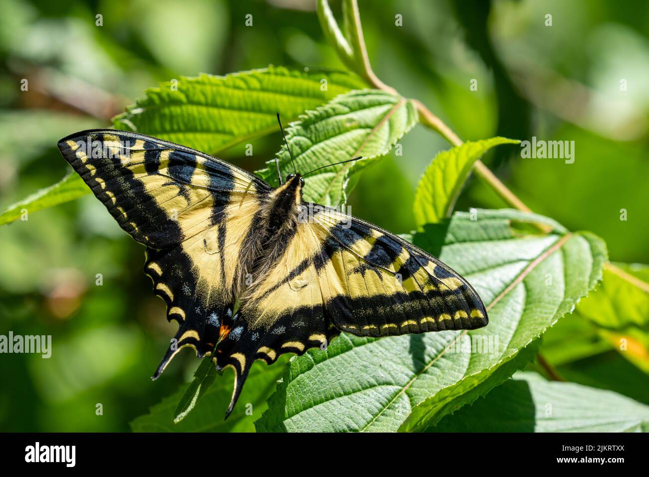 Issaquah, Washington, USA.  Western Tiger Swallowtail butterfly on a Viburnum plicatum shrub. Stock Photo
