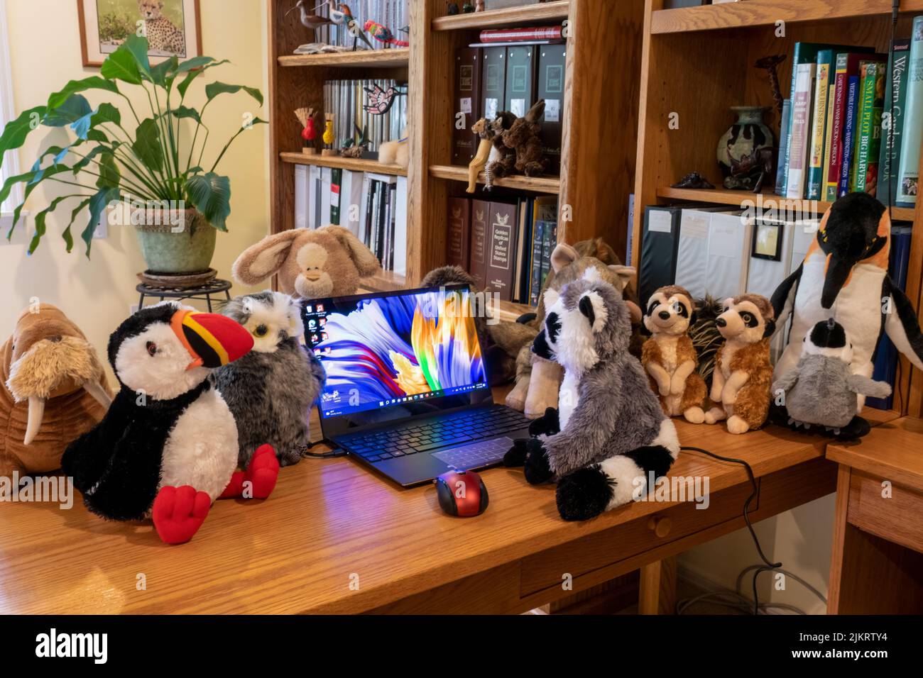 Issaquah, Washington, USA.  Laptop PC surrounded by a collection of stuffed animals, with a Ring-tailed Lemur gazing at the PC. Stock Photo