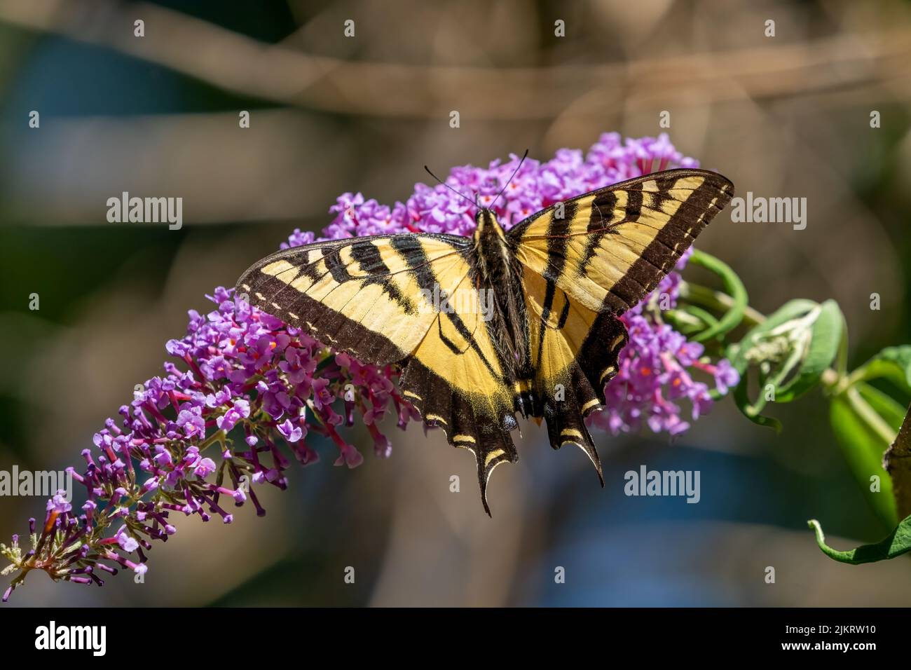 Issaquah, Washington, USA.  Western Tiger Swallowtail butterfly on a Butterfly ‘Buddleja davidii’ bush. Stock Photo