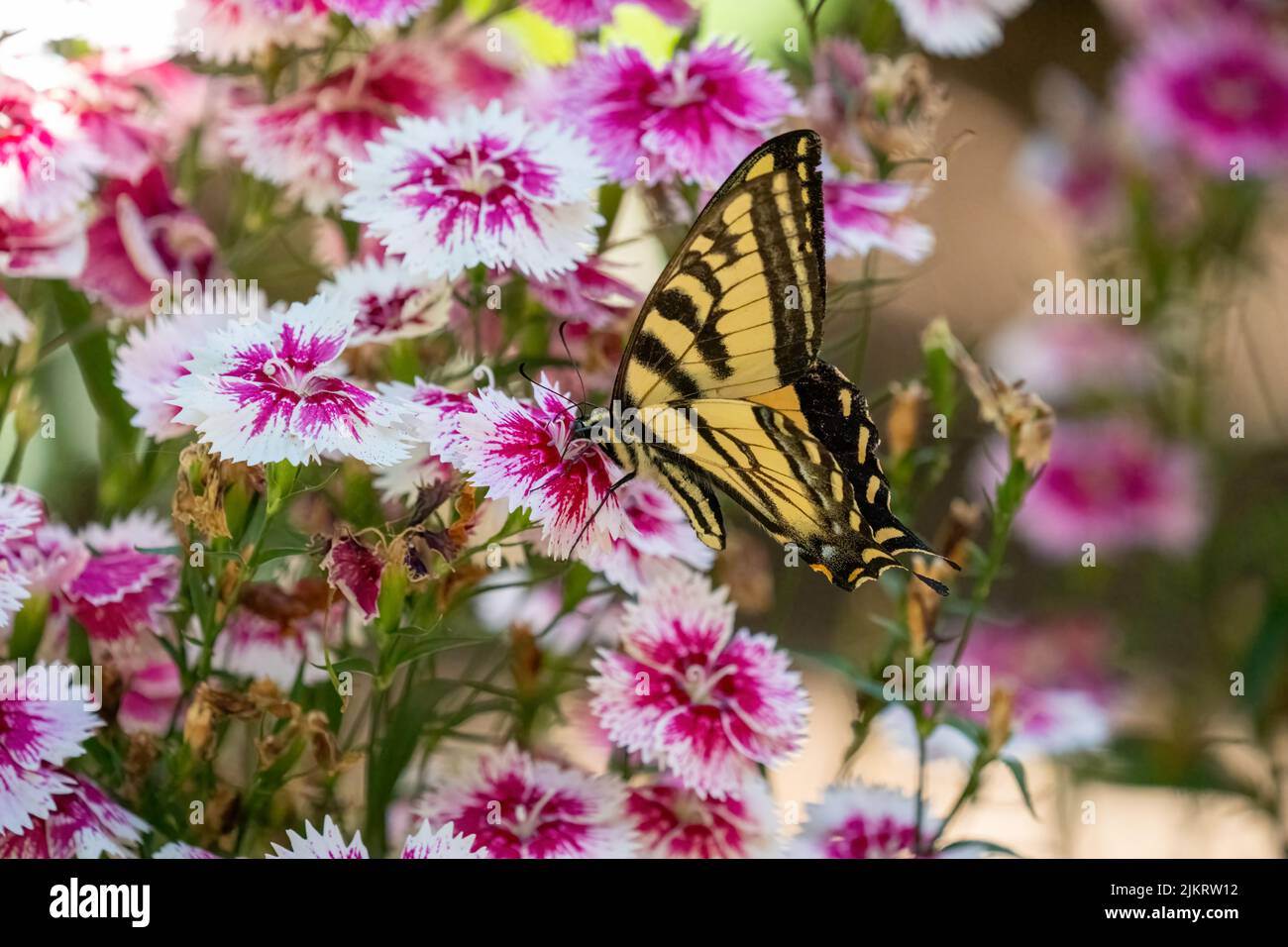 Issaquah, Washington, USA.   Western Tiger Swallowtail butterfly on Dianthus Floral Lace Picotee flowers. Stock Photo