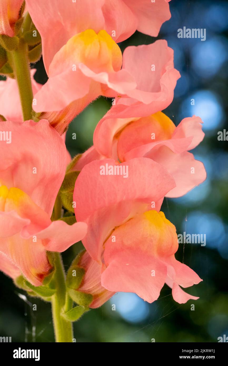 Issaquah, Washington, USA.   Snapdragon flowers. Stock Photo