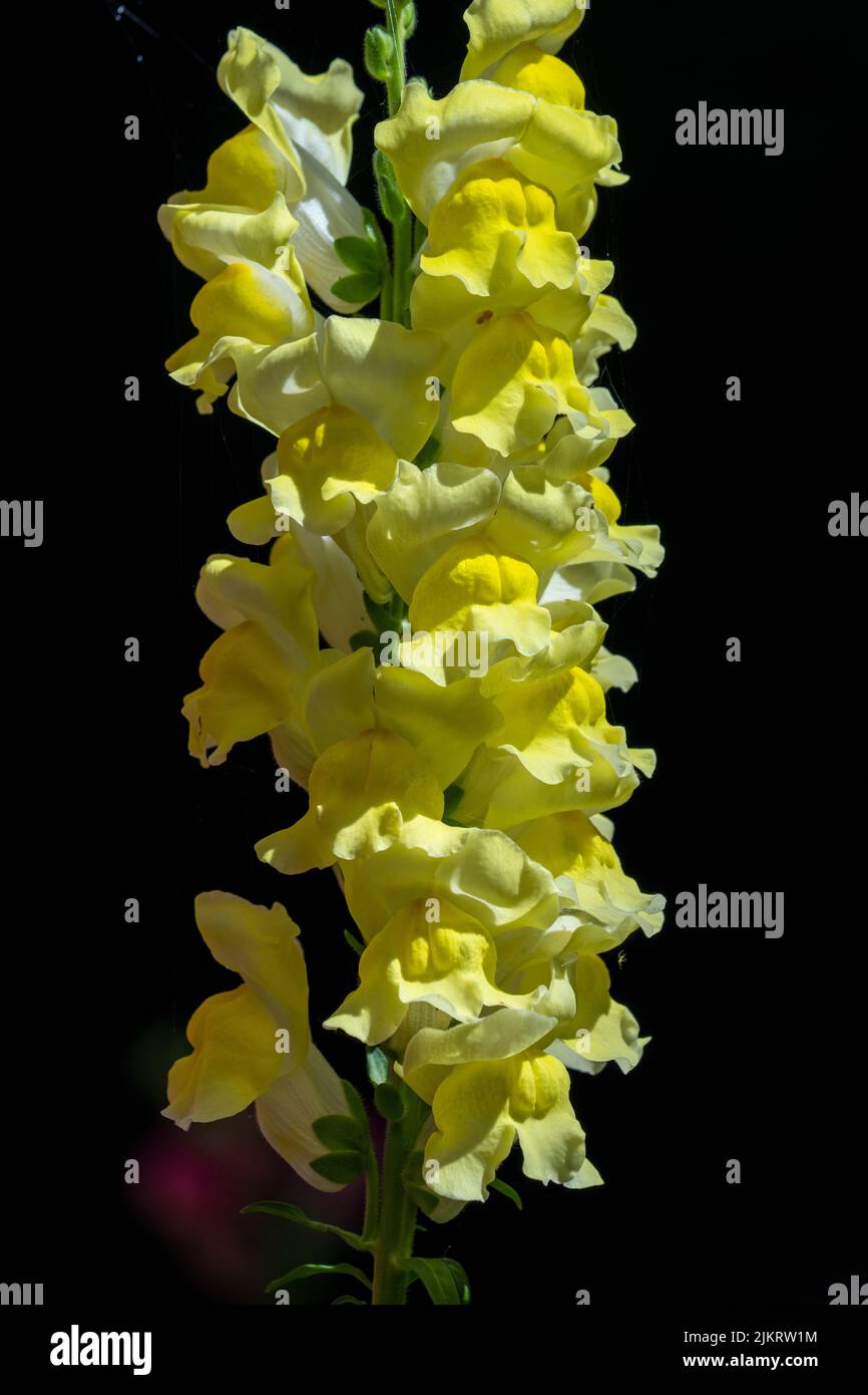 Issaquah, Washington, USA.   Yellow Snapdragon flowers. Stock Photo