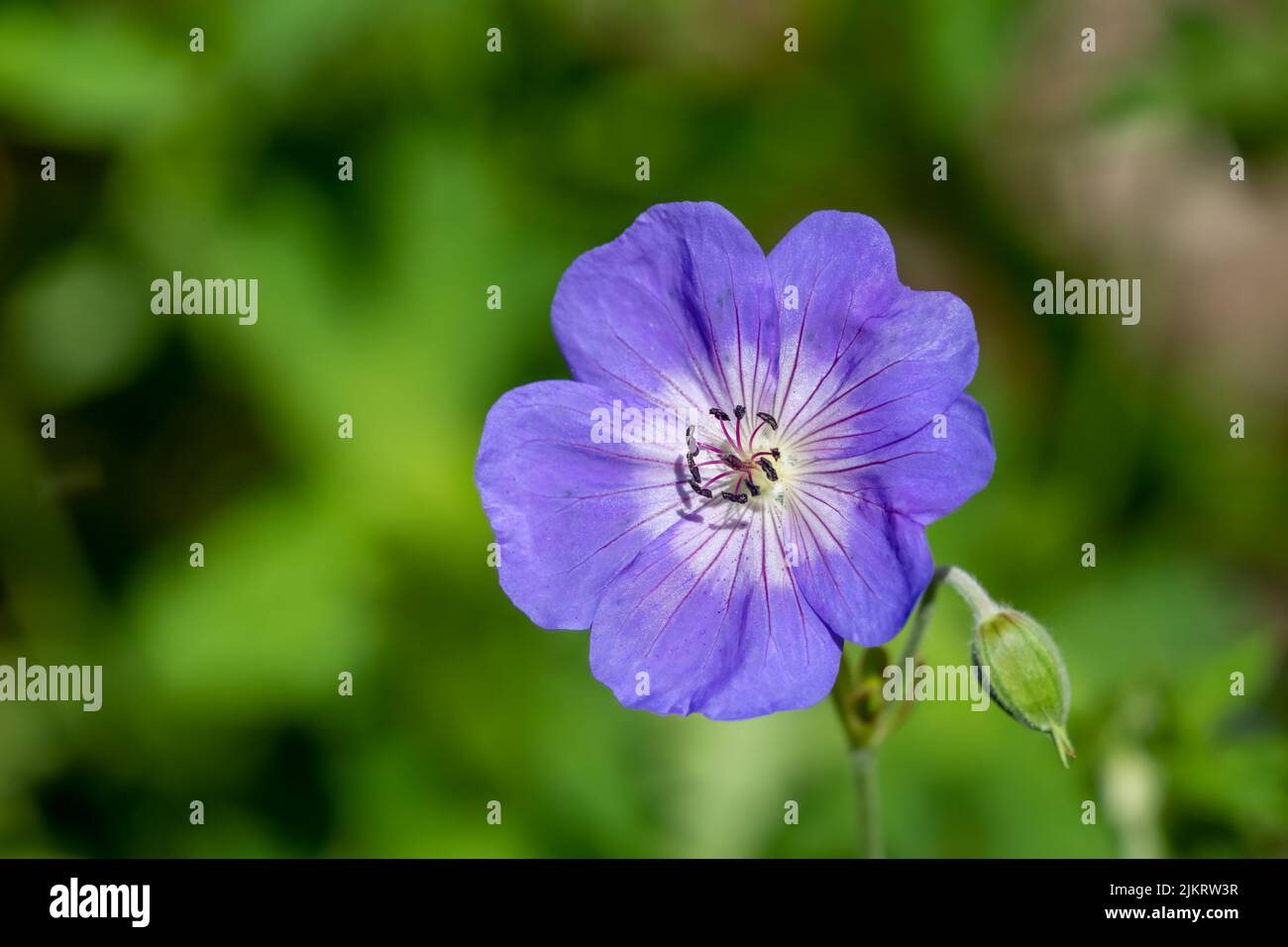 Issaquah, Washington, USA.   Rock Cress Aubrieta Axcent Light Blue flower. Stock Photo