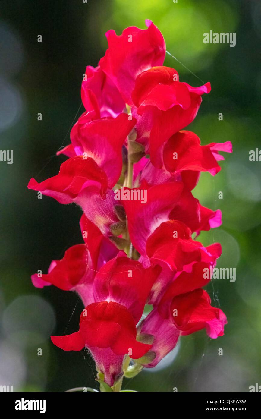 Issaquah, Washington, USA.   Red Snapdragon flowers. Stock Photo