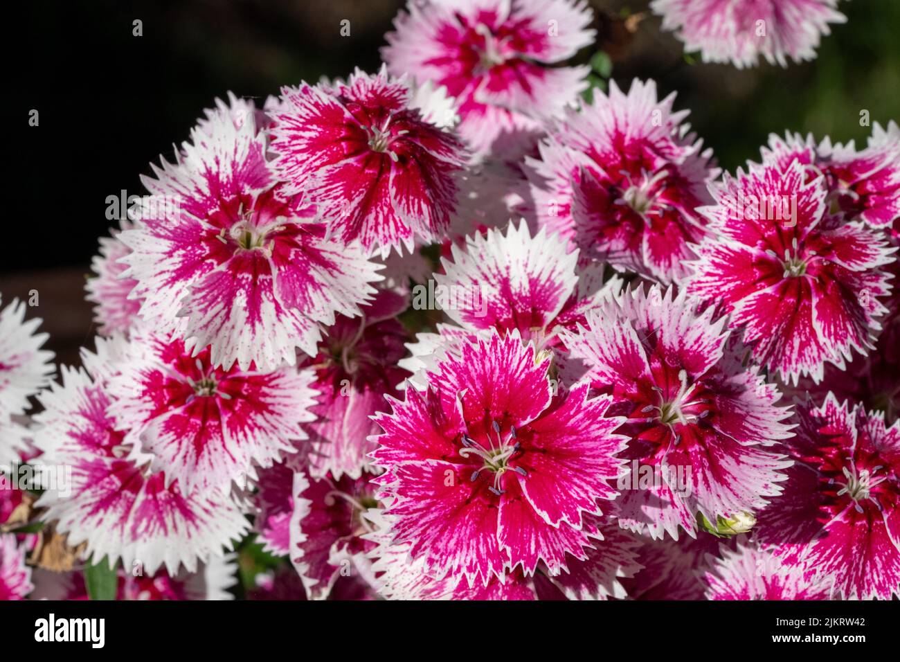 Issaquah, Washington, USA.  Dianthus Floral Lace Picotee flowers. Stock Photo