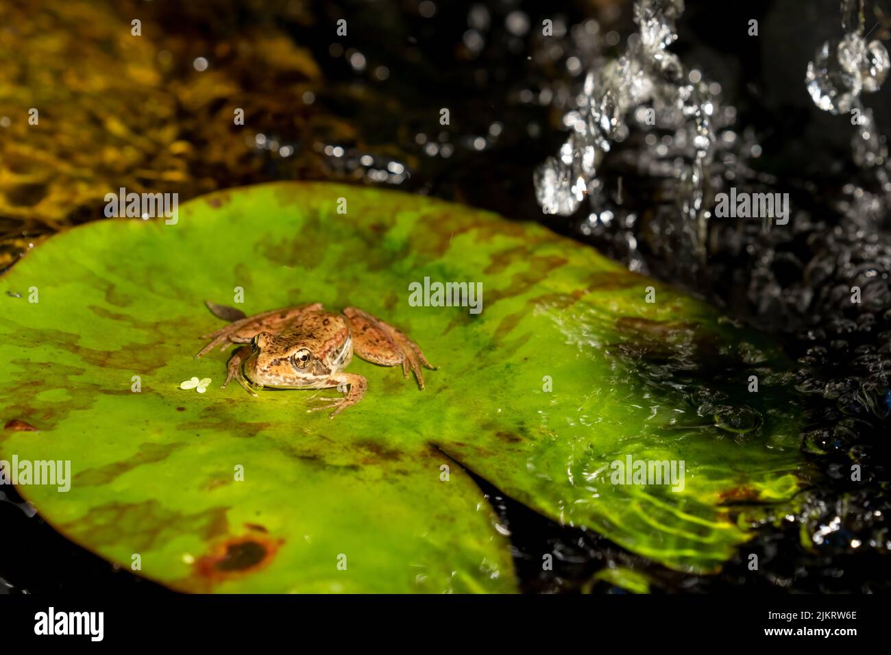 Issaquah, Washington, USA.   Cascades Frog (Rana cascadae) sitting on a lily pad. Stock Photo