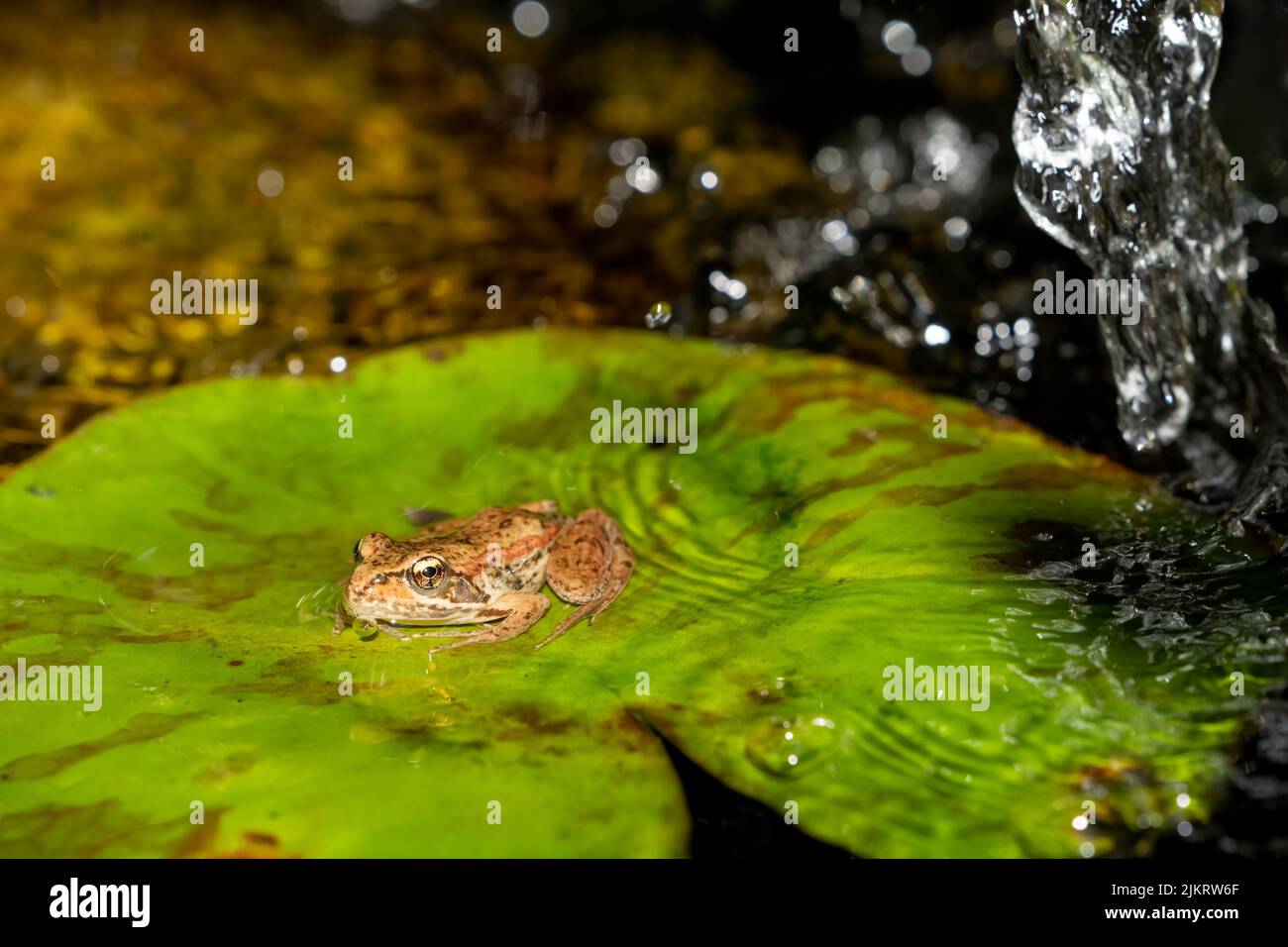 Issaquah, Washington, USA.   Cascades Frog (Rana cascadae) sitting on a lily pad. Stock Photo