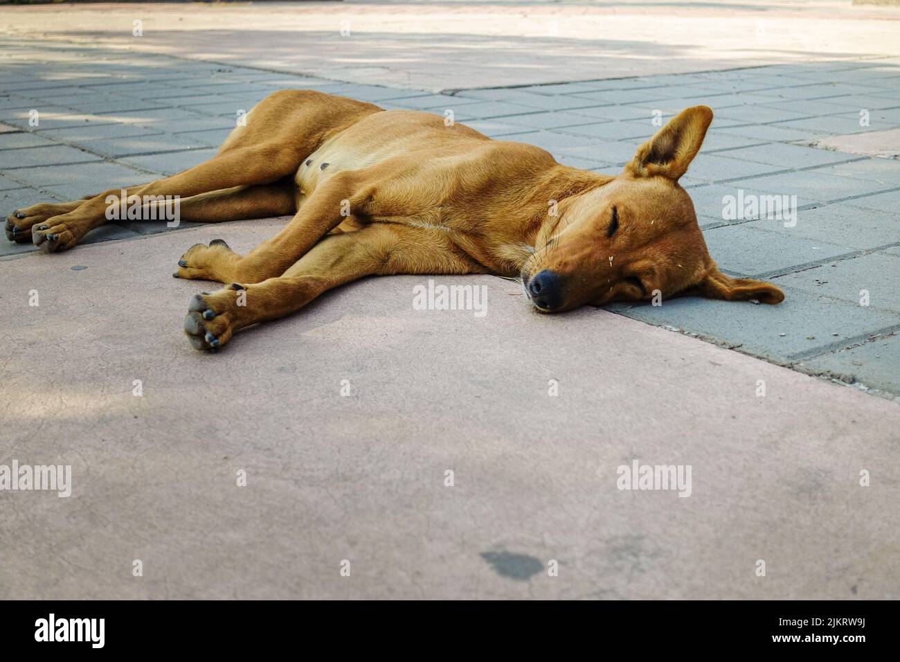 A close up shot of a dark brown street dog resting on a footpath. DEHRADUN India. Stock Photo