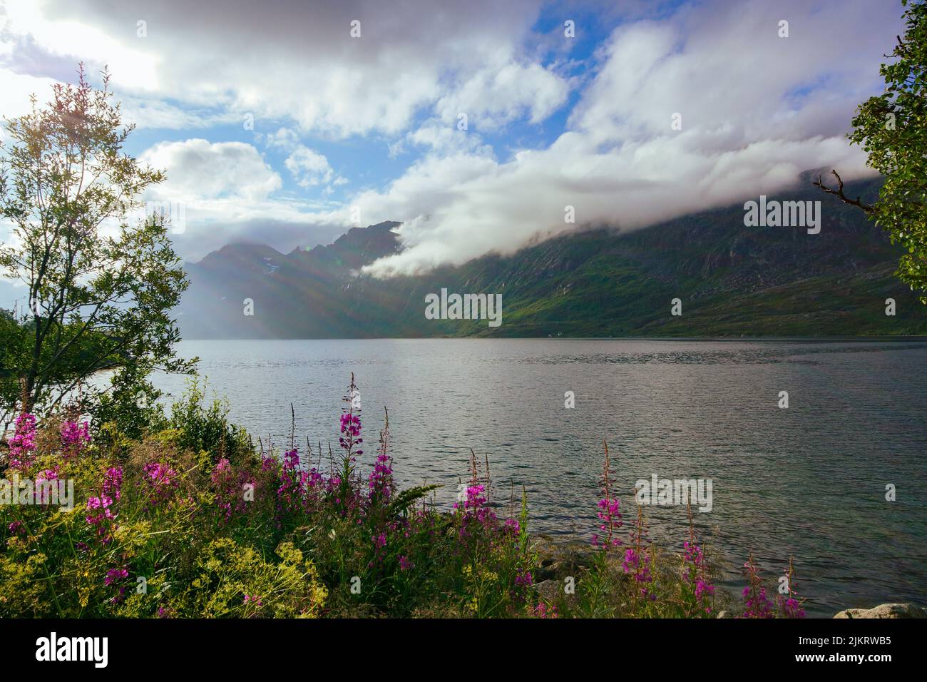 Ersfjord on Kvaløya island, summer view with fireweed (Chamaenerion angustifolium), Northern Norway Stock Photo