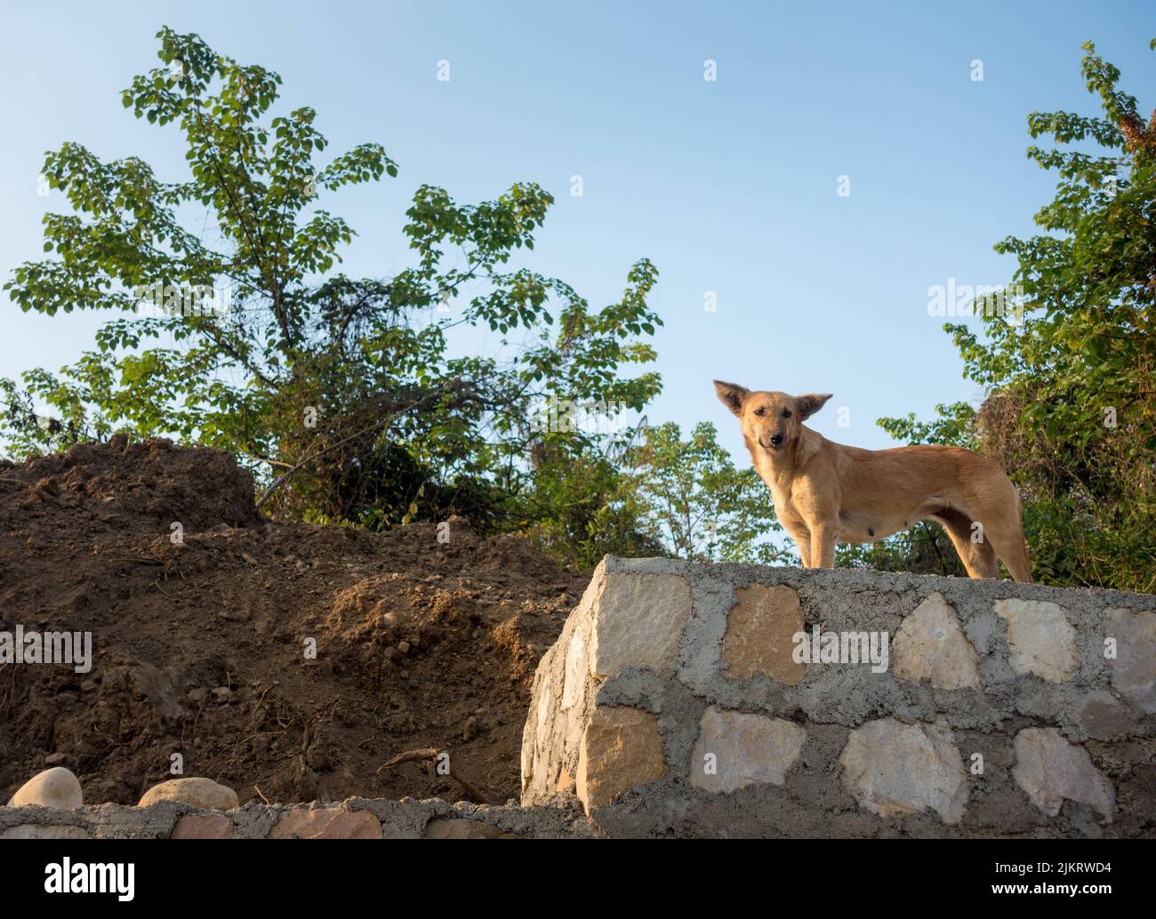 Dehradun, uttarakhand - India. An isolated shot of an  Indian pariah dog, also known as the Indian native dog or INDogstanding on a stone wall. Stock Photo