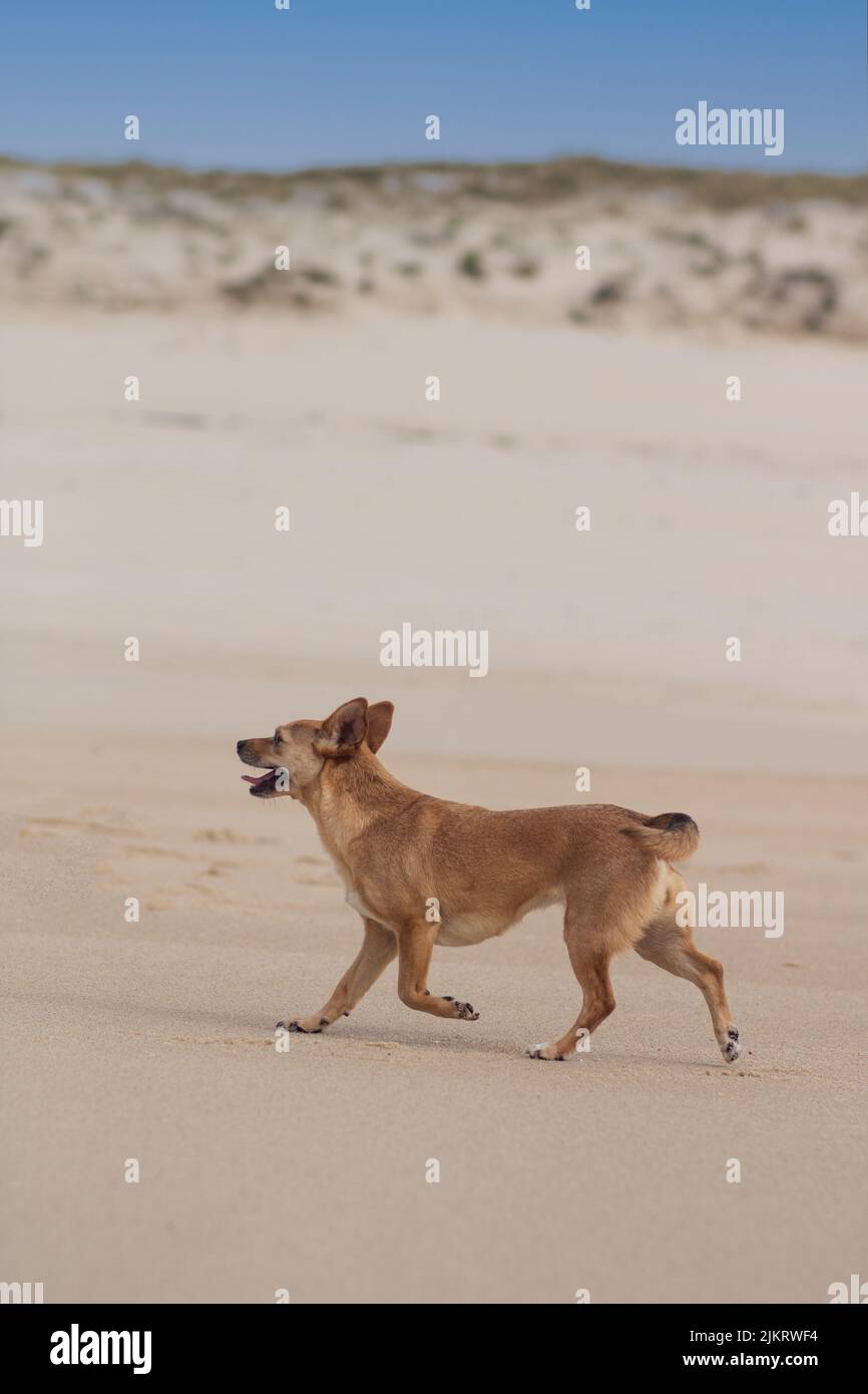 A happy mongrel brown dog walking freely in the beach on a sand dune. Vertical orientation with empty space for text Stock Photo