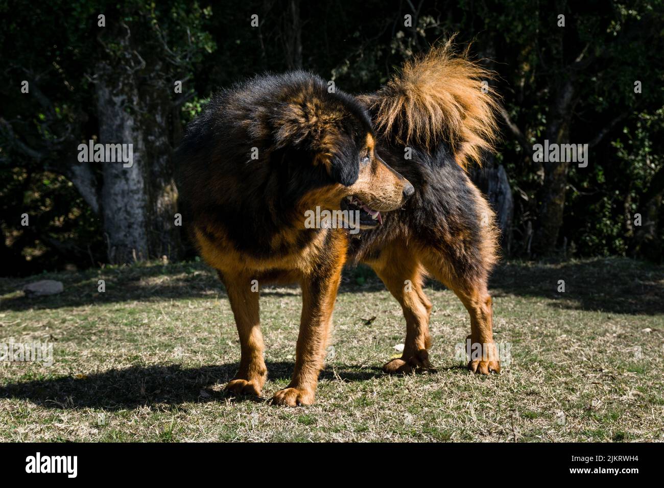 Himalayan shepherd hot sale