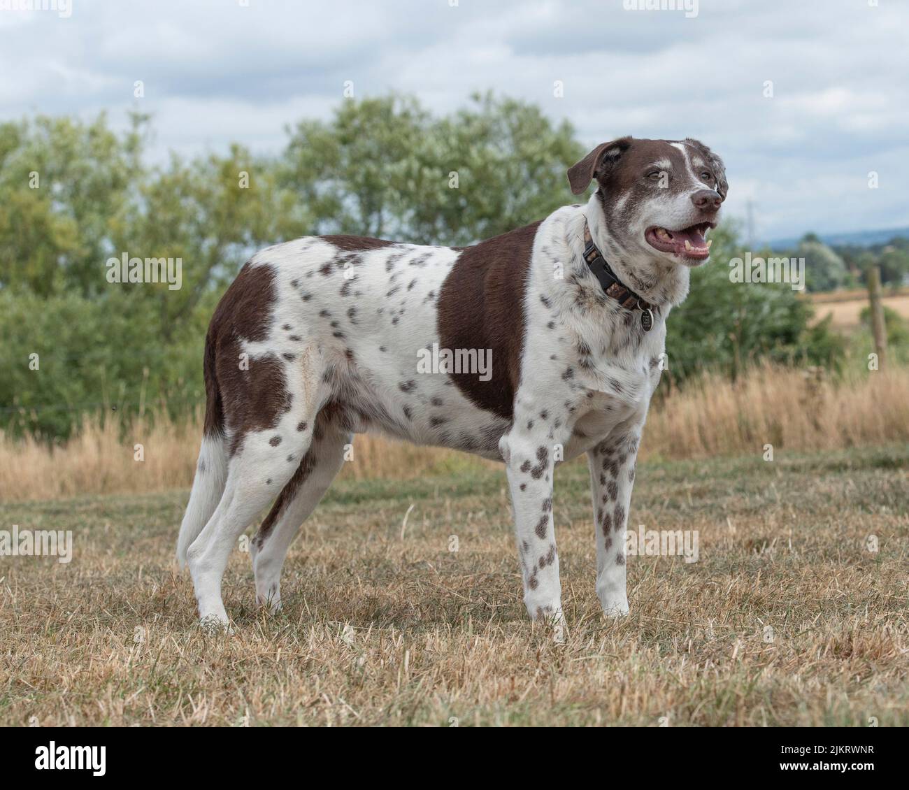 crossbreed dog, part pointer Stock Photo
