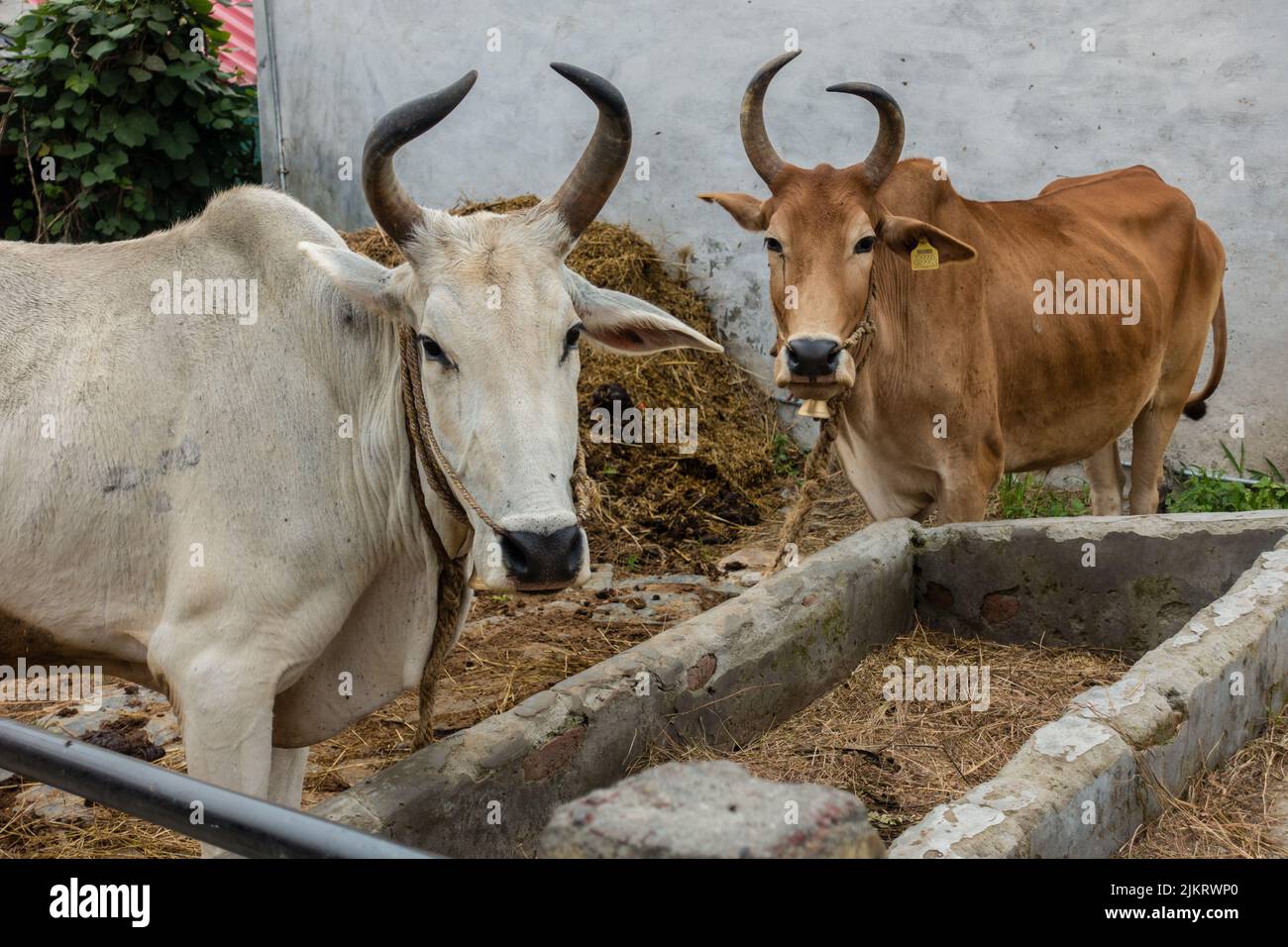 A close up shot of domestic Indian cows with big horns tied outside