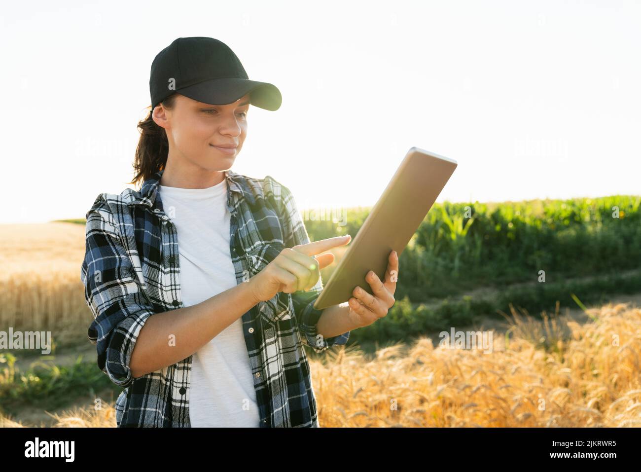 Farmer examines the field of cereals and sends data to the cloud from the tablet. Smart farming and digital agriculture. Stock Photo