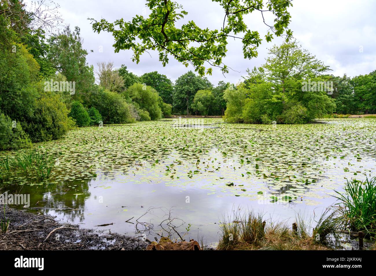 A pond near the battlefield of the Battle of Hastings in 1066, Battle, East Sussex, England. Stock Photo