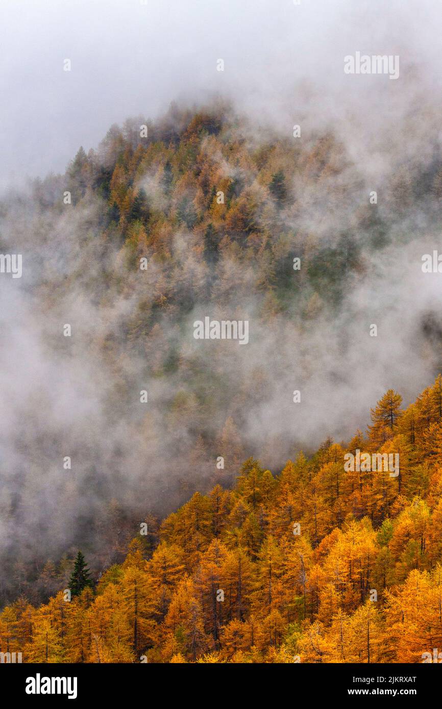 Italy - Ligurian alps - High way - alpine Troup  path - larches in autumn Stock Photo