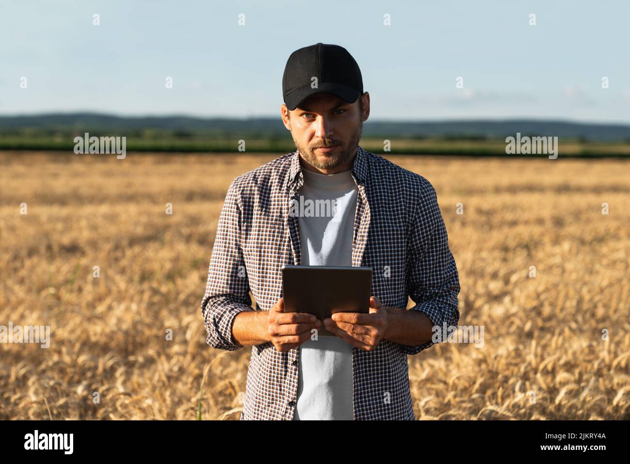Farmer examines the field of cereals and sends data to the cloud from the tablet. Smart farming and digital agriculture.  Stock Photo