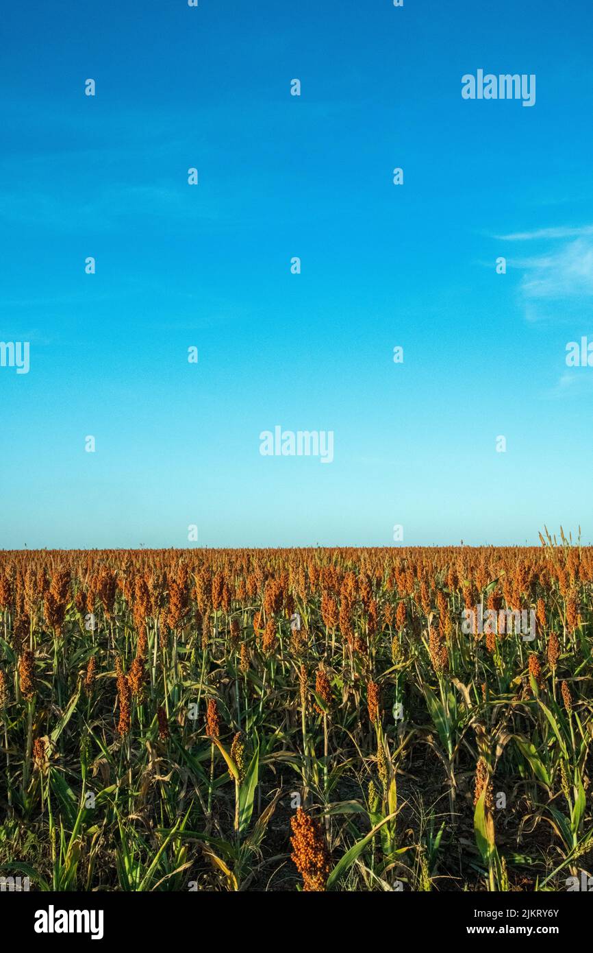 Quinoa seed flower hires stock photography and images Alamy