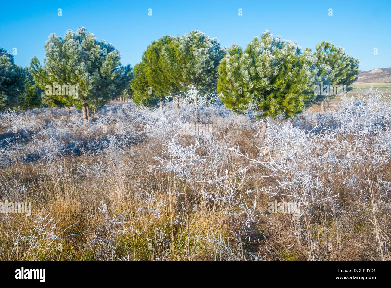 Frosty pine forest. Cuellar, Segovia province, Castilla Leon, Spain. Stock Photo