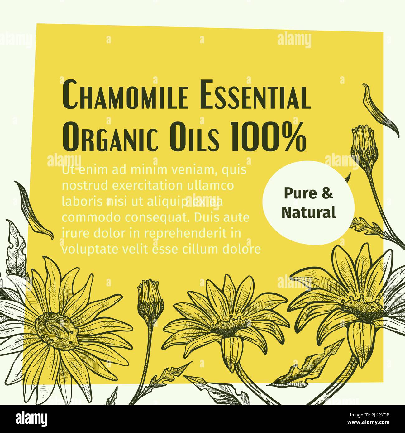 Organic chamomile essential oil, pure natural Stock Vector Image & Art
