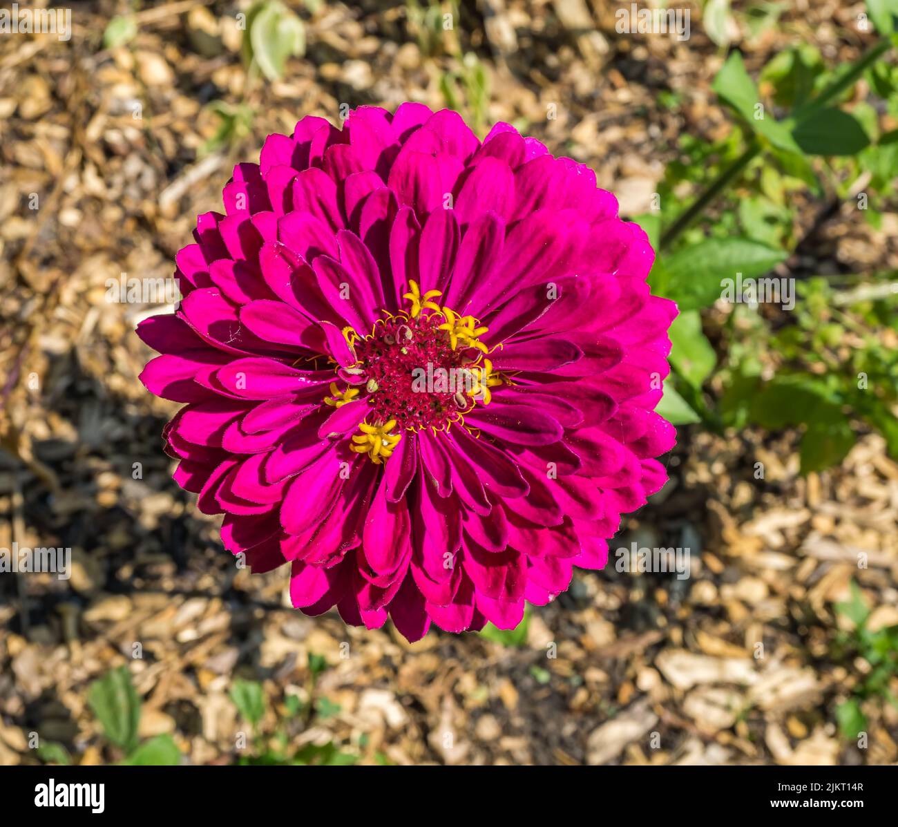 A macro shot of a red flower in a garden in South Seattle, Washington. Stock Photo