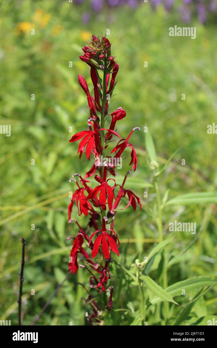 Cardinal flower closeup at Camp Pine Woods in Des Plaines, Illinois Stock Photo Alamy