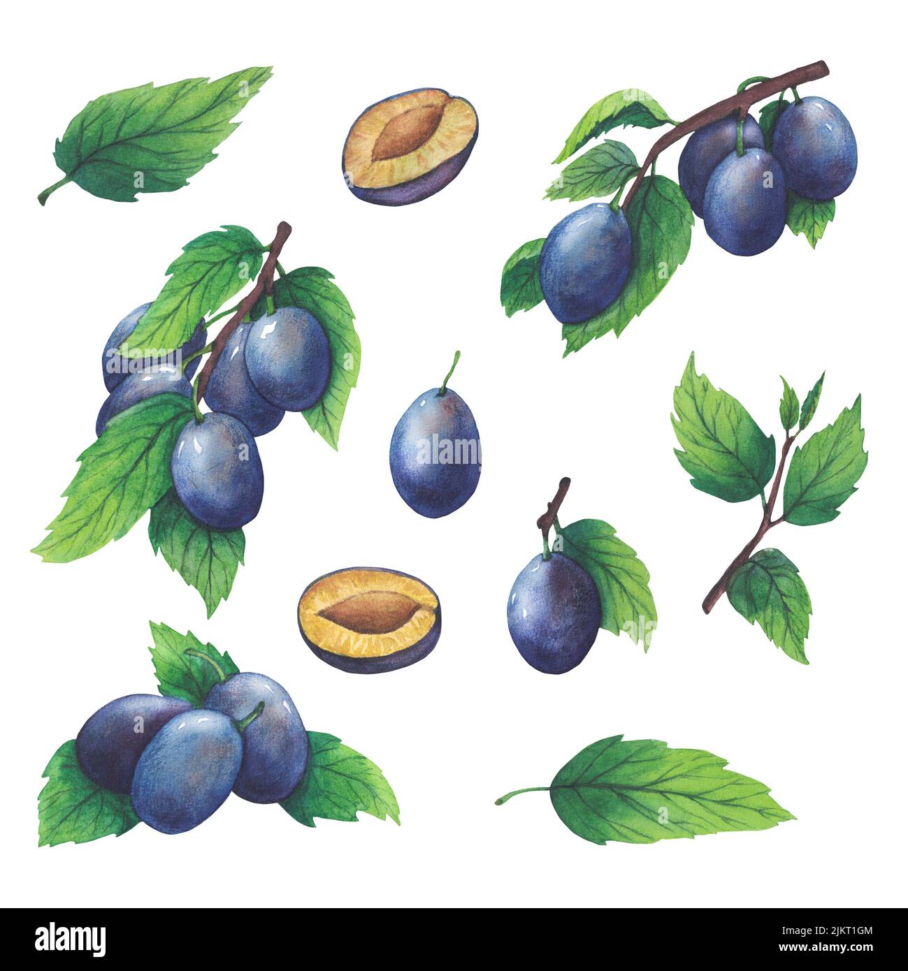 Hand drawn watercolor illustration of fruit plum isolated on white ...